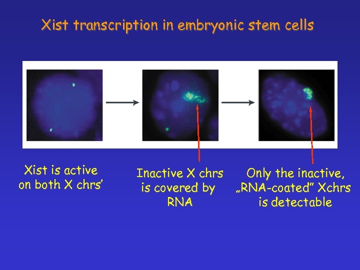 Xist transcription in embryonic stem cells Xist is active on both X chrs’ Inactive