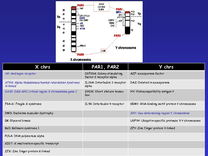 X chrs PAR 1, PAR 2 Y chrs AR: Androgen receptor CSF 2 RA: