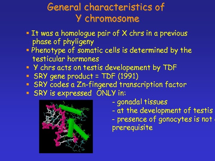 General characteristics of Y chromosome § It was a homologue pair of X chrs