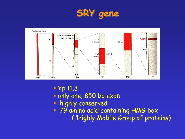 SRY gene § Yp 11. 3 § only one, 850 bp exon § highly