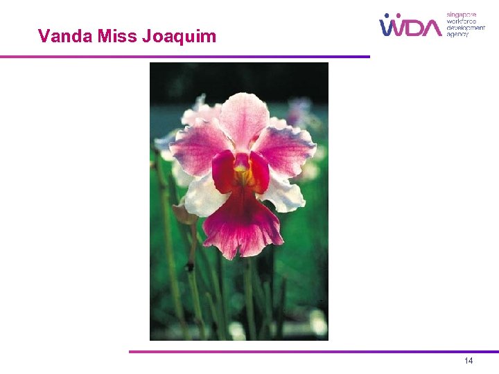 Vanda Miss Joaquim 14 