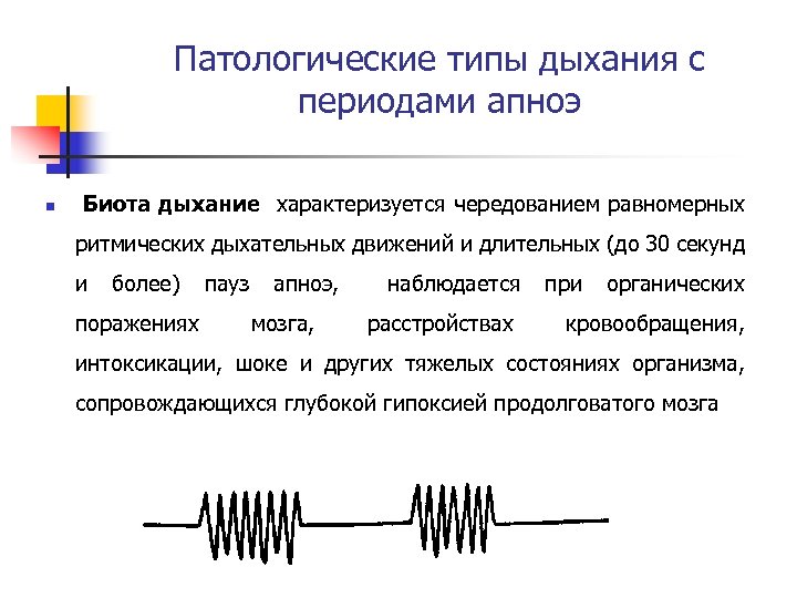 Патологические типы дыхания с периодами апноэ n Биота дыхание характеризуется чередованием равномерных ритмических дыхательных