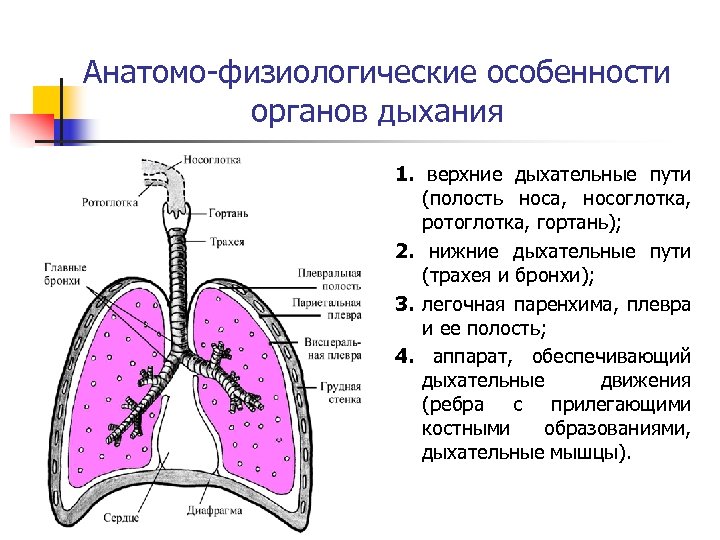 Анатомо-физиологические особенности органов дыхания 1. верхние дыхательные пути (полость носа, носоглотка, ротоглотка, гортань); 2.