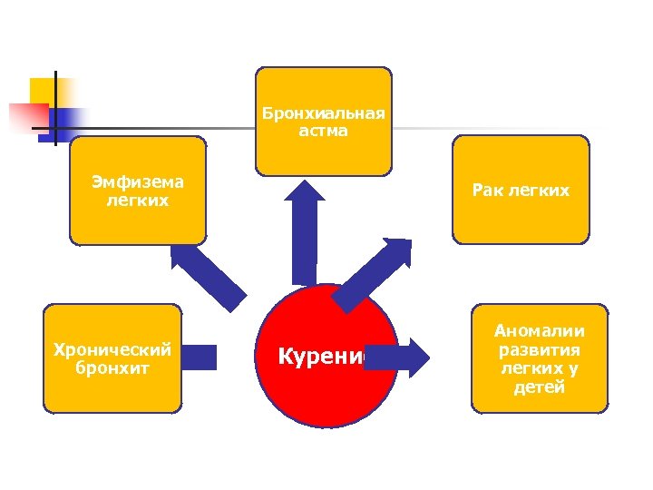 Бронхиальная астма Эмфизема легких Хронический бронхит Рак легких Курение Аномалии развития легких у детей