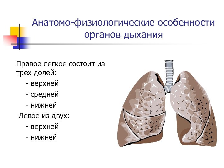 Первое легкое имеет