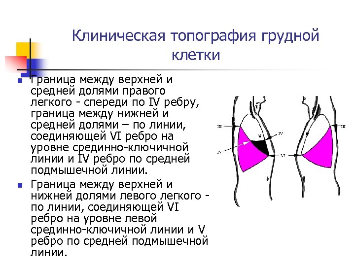Клиническая топография грудной клетки n n Граница между верхней и средней долями правого легкого
