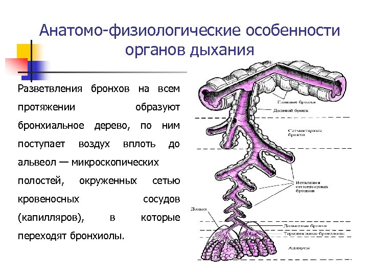 Анатомо-физиологические особенности органов дыхания Разветвления бронхов на всем протяжении образуют бронхиальное дерево, по ним