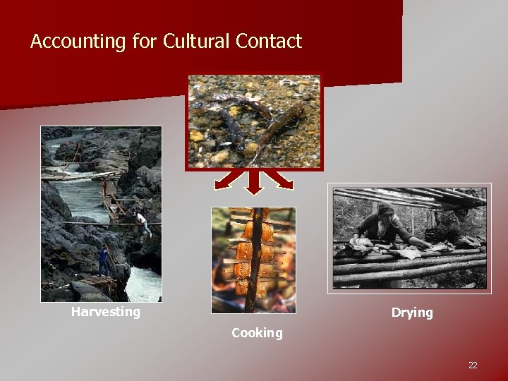 Accounting for Cultural Contact Harvesting Drying Cooking 22 