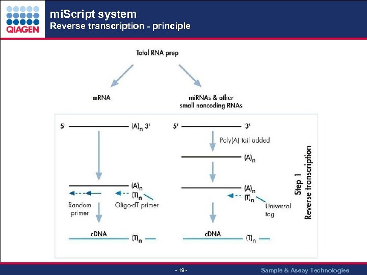 mi. Script system Reverse transcription - principle - 19 - Sample & Assay Technologies