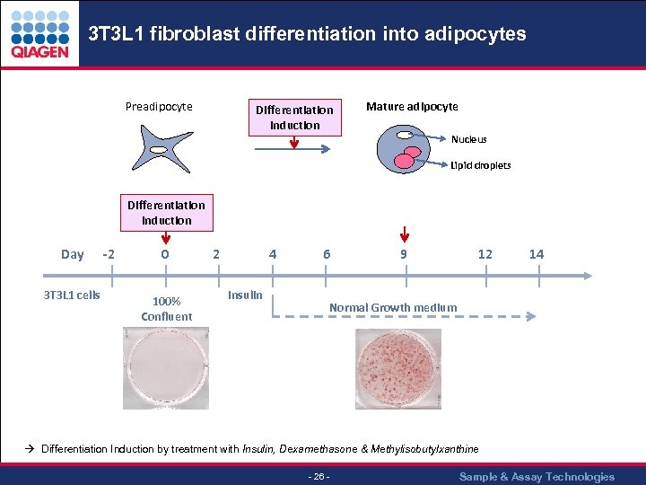 3 T 3 L 1 fibroblast differentiation into adipocytes Preadipocyte Differentiation Induction Mature adipocyte
