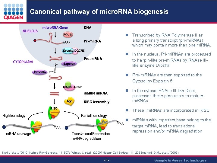 Canonical pathway of micro. RNA biogenesis n Transcribed by RNA Polymerase II as a