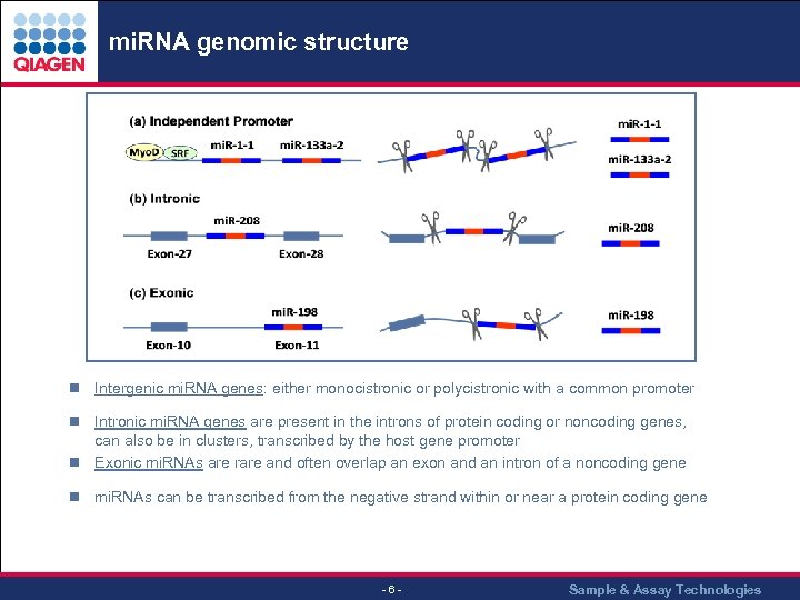 mi. RNA genomic structure n Intergenic mi. RNA genes: either monocistronic or polycistronic with
