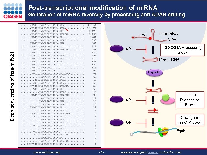 Post-transcriptional modification of mi. RNA Generation of mi. RNA diversity by processing and ADAR
