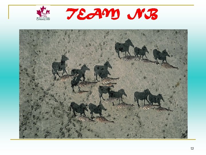 TEAM NB 13 