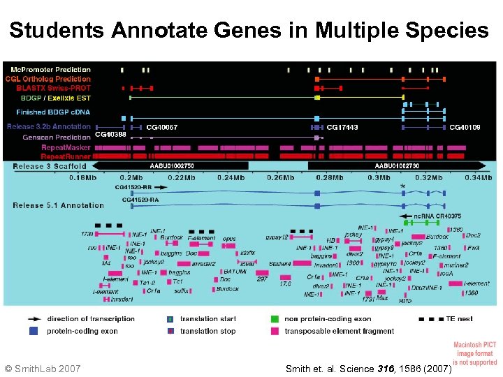 Students Annotate Genes in Multiple Species Release 5. 1 Annotation © Smith. Lab 2007