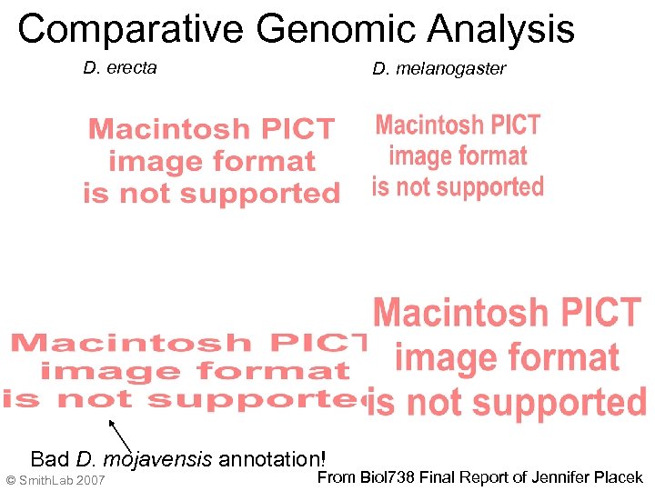 Comparative Genomic Analysis D. erecta D. melanogaster Bad D. mojavensis annotation! © Smith. Lab