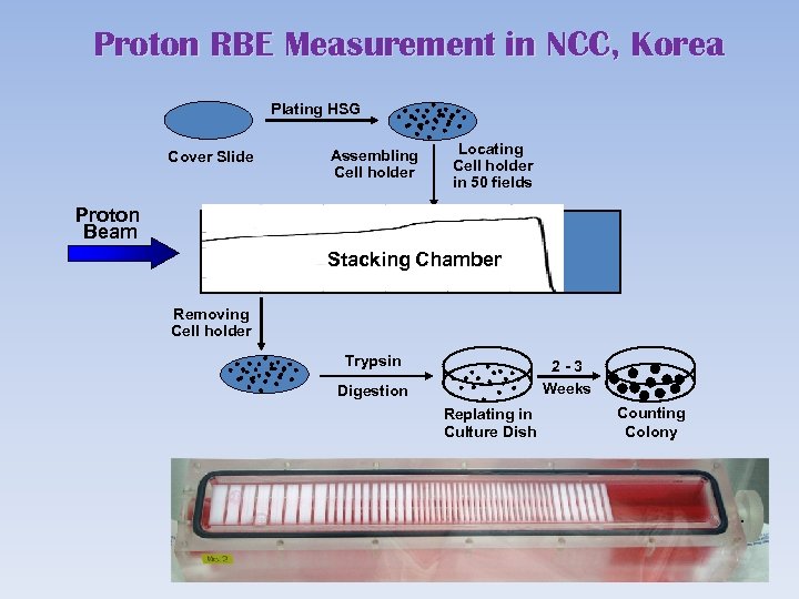 Proton RBE Measurement in NCC, Korea Plating HSG Cover Slide Assembling Cell holder Locating