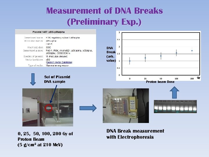 Measurement of DNA Breaks (Preliminary Exp. ) DNA Break (arb. value) 5 ul of