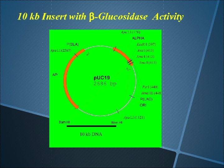 10 kb Insert with b-Glucosidase Activity 
