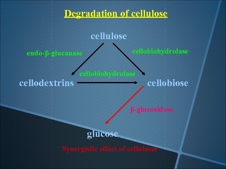 Degradation of cellulose cellobiohydrolase endo-β-glucanase cellodextrins cellobiohydrolase cellobiose β-glucosidase glucose Synergistic effect of cellulases