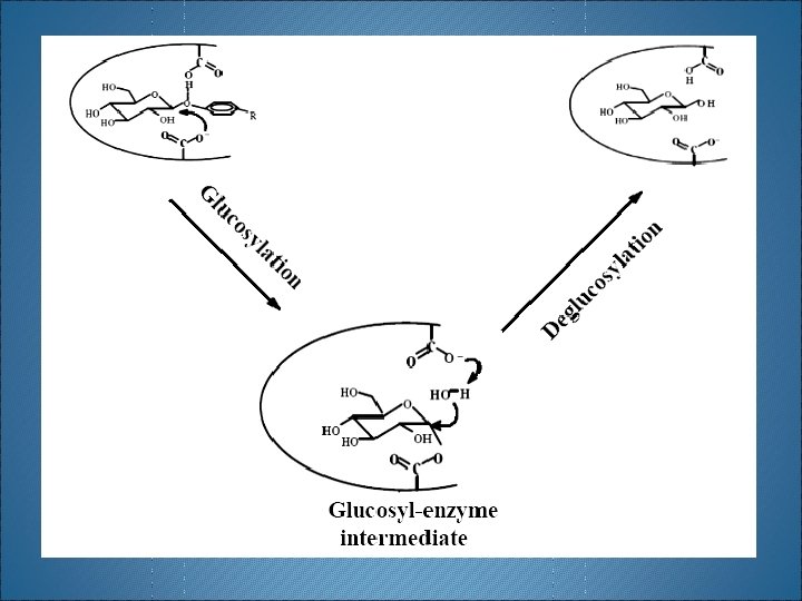 H 2 O Phenols 