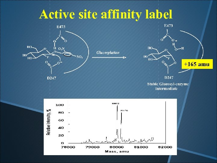 Active site affinity label +165 amu 