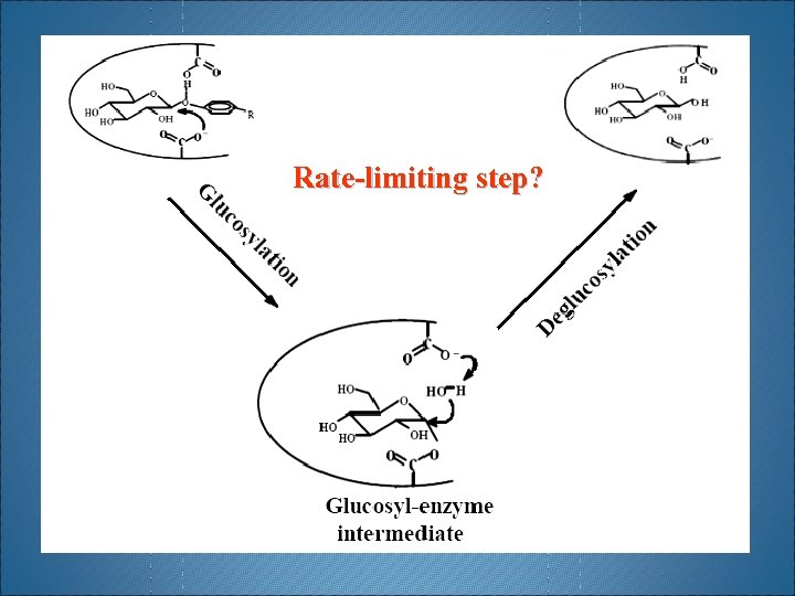 Rate-limiting step? H 2 O Phenols 