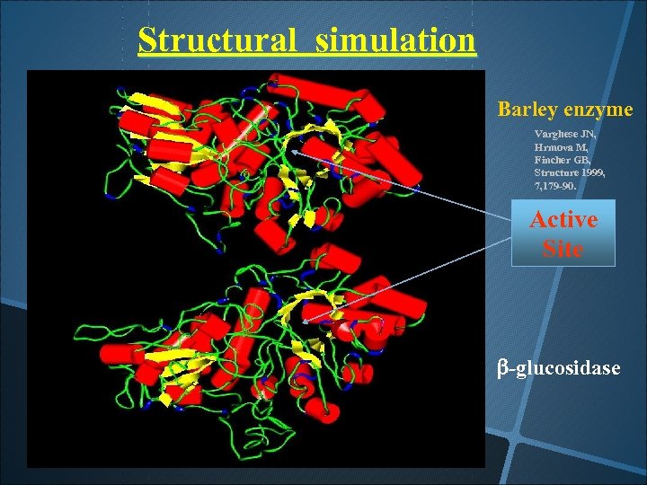 Structural simulation Barley enzyme Varghese JN, Hrmova M, Fincher GB, Structure 1999, 7, 179