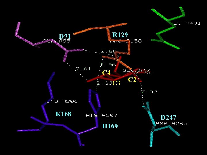 Conserved Sequences R 129 D 71 C 4 C 3 K 168 C 2