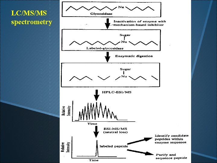 LC/MS/MS spectrometry 
