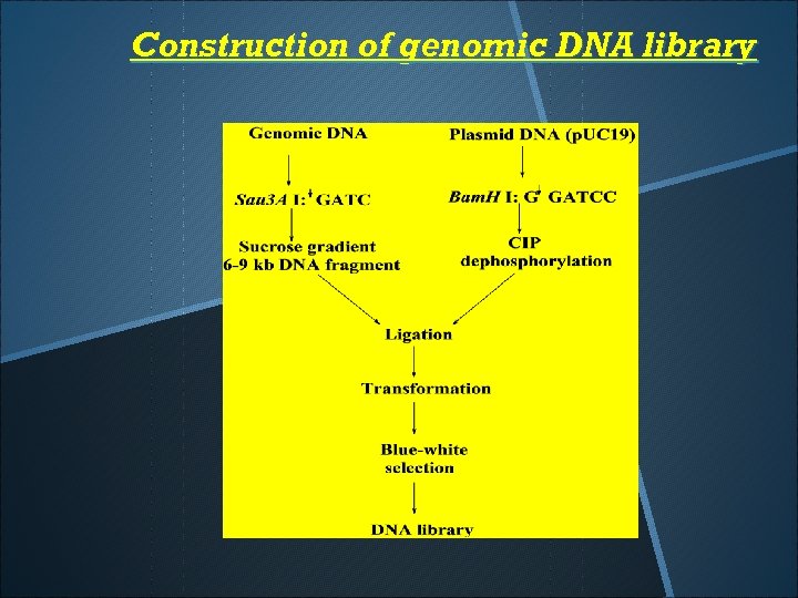 Construction of genomic DNA library 