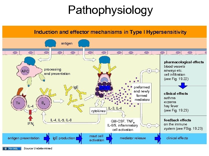 Pathophysiology Induction and effector mechanisms in Type l Hypersensitivity antigen APC pharmacological effects blood