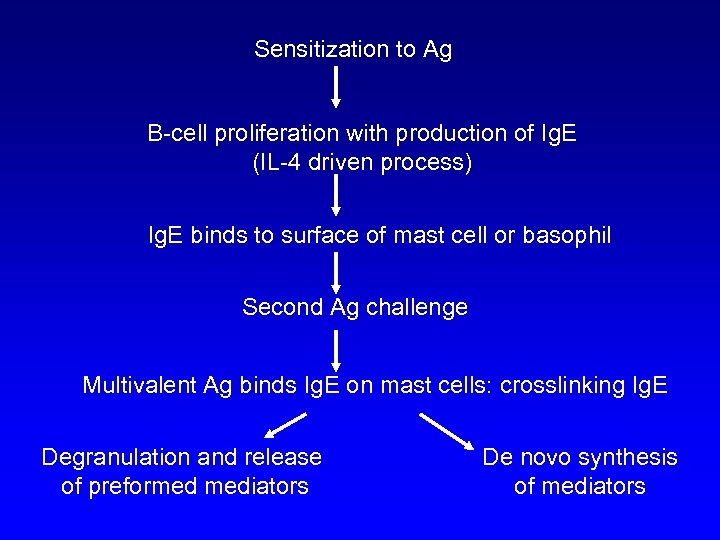 Sensitization to Ag B-cell proliferation with production of Ig. E (IL-4 driven process) Ig.