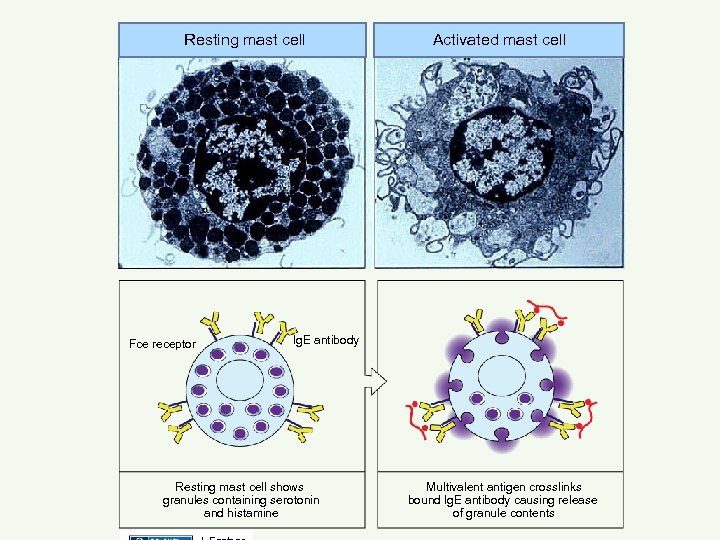 Resting mast cell Fce receptor Activated mast cell lg. E antibody Resting mast cell