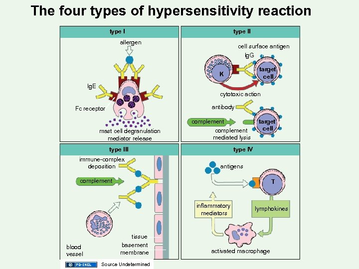 The four types of hypersensitivity reaction type ll allergen cell surface antigen lg. G