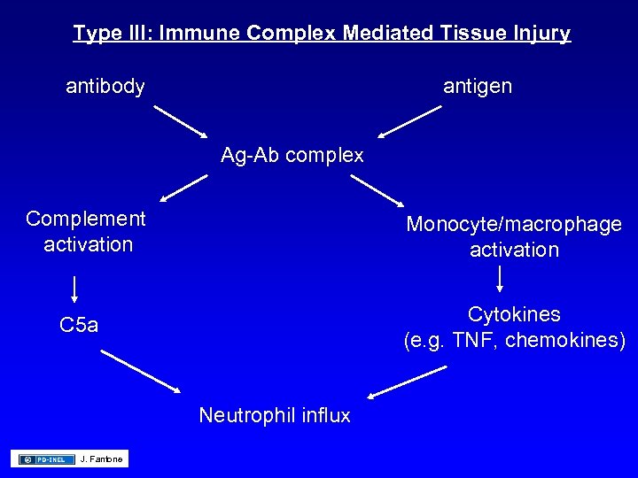 Type III: Immune Complex Mediated Tissue Injury antibody antigen Ag-Ab complex Complement activation Monocyte/macrophage