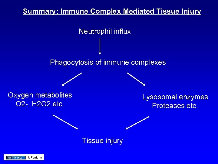 Summary: Immune Complex Mediated Tissue Injury Neutrophil influx Phagocytosis of immune complexes Oxygen metabolites