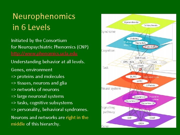 Neurophenomics in 6 Levels Initiated by the Consortium for Neuropsychiatric Phenomics (CNP) http: //www.