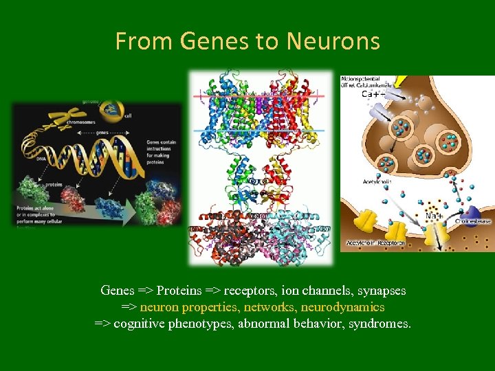 From Genes to Neurons Genes => Proteins => receptors, ion channels, synapses => neuron