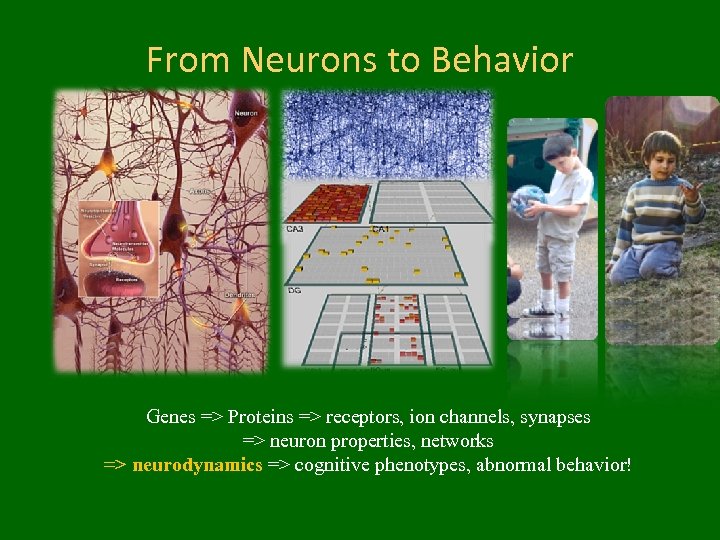 From Neurons to Behavior Genes => Proteins => receptors, ion channels, synapses => neuron