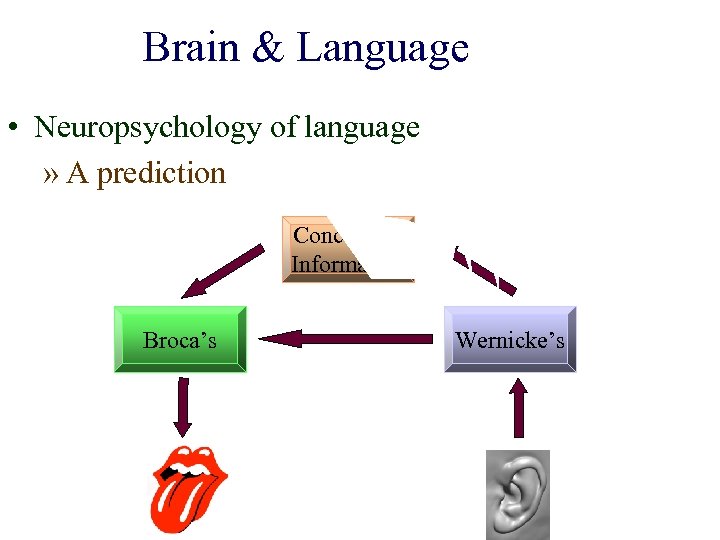 Brain & Language • Neuropsychology of language » A prediction Conceptual Information Broca’s Wernicke’s