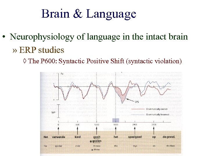 Brain & Language • Neurophysiology of language in the intact brain » ERP studies