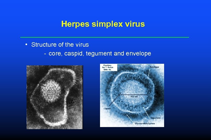Herpes simplex virus • Structure of the virus - core, caspid, tegument and envelope