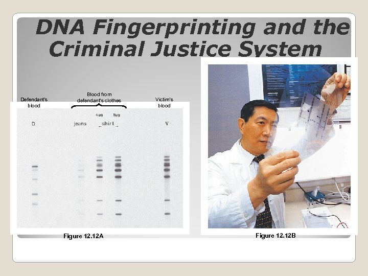 DNA Fingerprinting and the Criminal Justice System Defendant’s blood Blood from defendant’s clothes Figure
