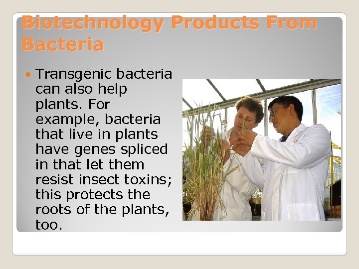 Biotechnology Products From Bacteria Transgenic bacteria can also help plants. For example, bacteria that
