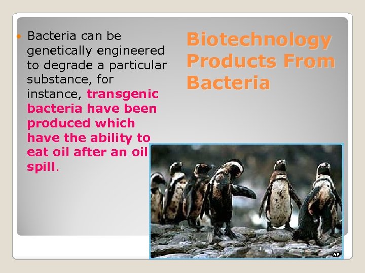  Bacteria can be genetically engineered to degrade a particular substance, for instance, transgenic