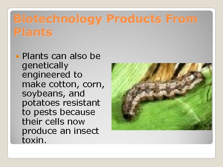 Biotechnology Products From Plants can also be genetically engineered to make cotton, corn, soybeans,