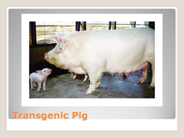 Transgenic Pig 
