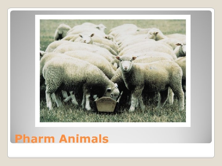 Pharm Animals 