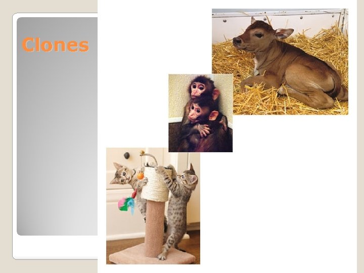 Clones 